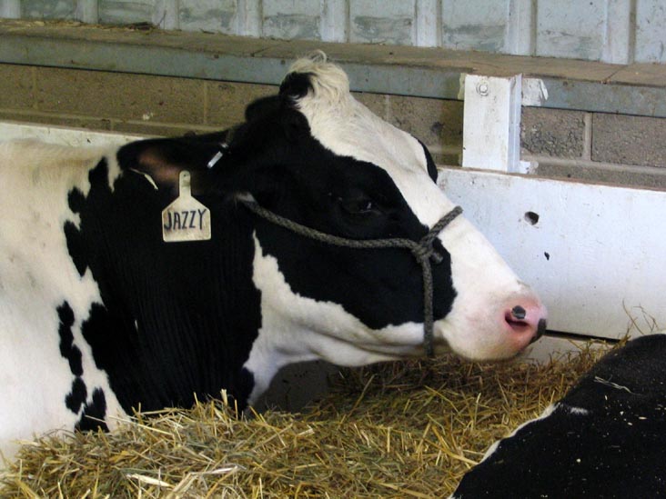 Cattle, Bloomsburg Fair, Bloomsburg, Pennsylvania, September 23, 2006
