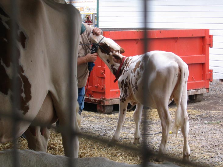 Cattle, Bloomsburg Fair, Bloomsburg, Pennsylvania, September 23, 2006