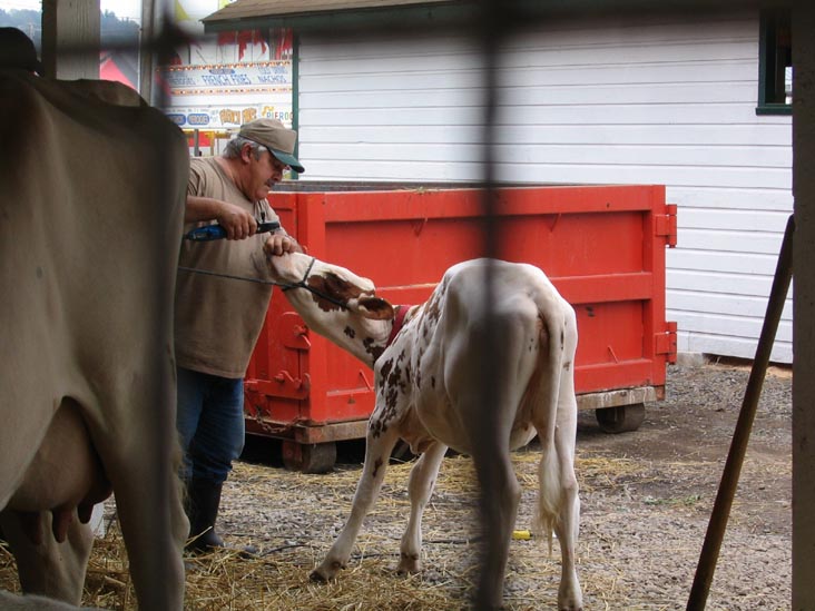 Cattle, Bloomsburg Fair, Bloomsburg, Pennsylvania, September 23, 2006