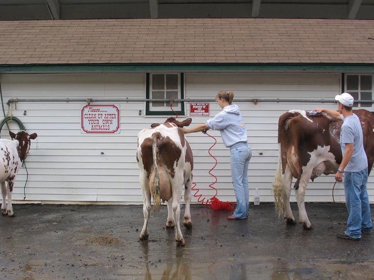 Cattle, Bloomsburg Fair, Bloomsburg, Pennsylvania, September 23, 2006