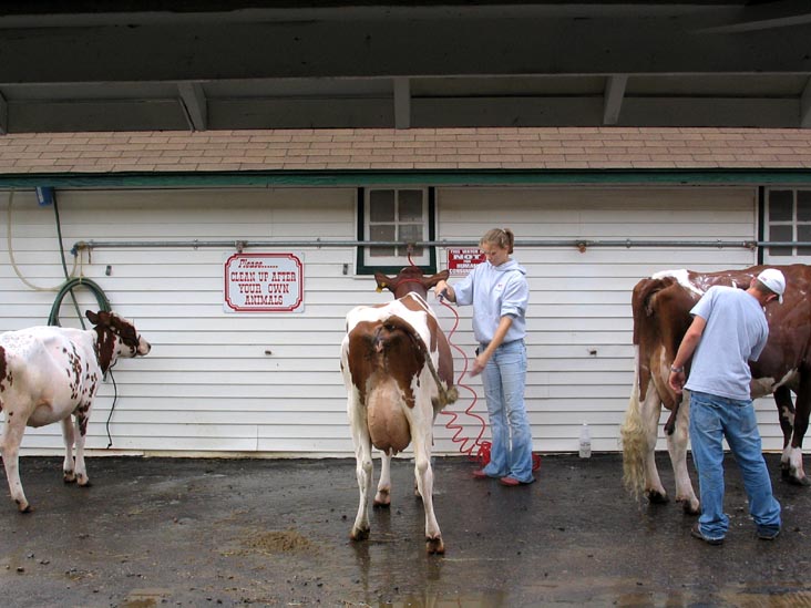 Cattle, Bloomsburg Fair, Bloomsburg, Pennsylvania, September 23, 2006