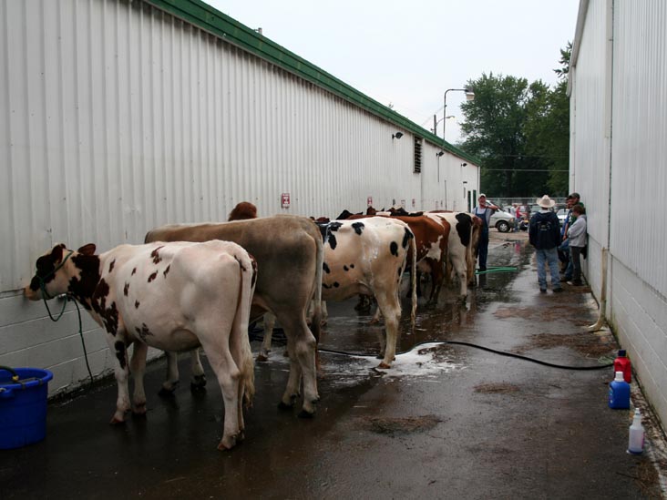 Livestock Exhibits, Bloomsburg Fair, Bloomsburg, Pennsylvania