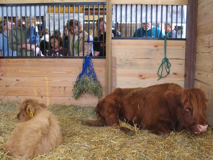 Livestock Exhibits, Bloomsburg Fair, Bloomsburg, Pennsylvania