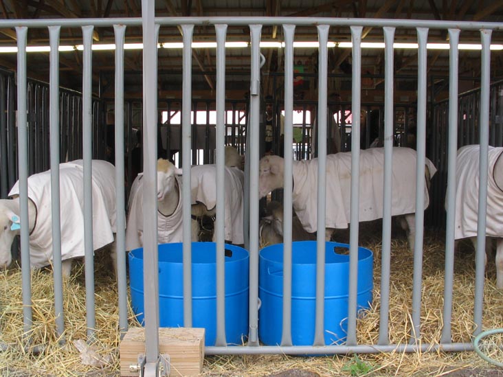 Sheep, Bloomsburg Fair, Bloomsburg, Pennsylvania, September 23, 2006