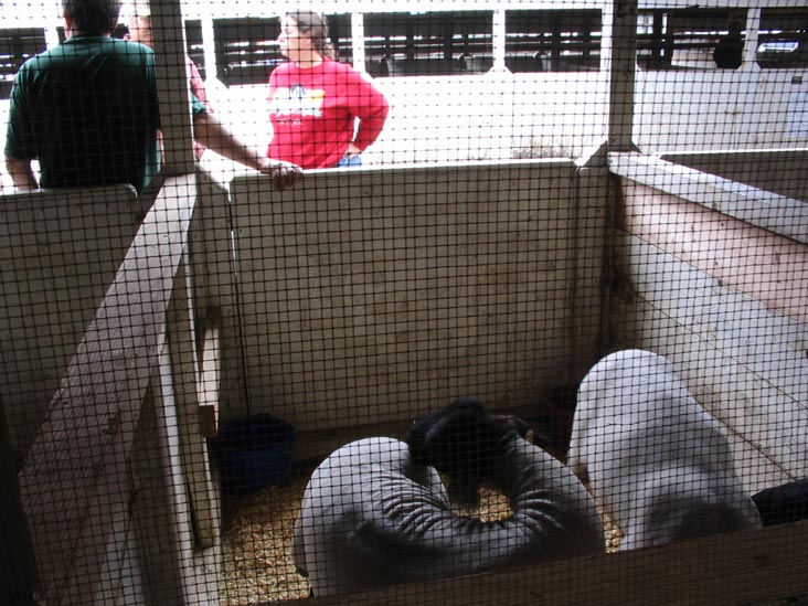 Sheep, Bloomsburg Fair, Bloomsburg, Pennsylvania, September 23, 2006