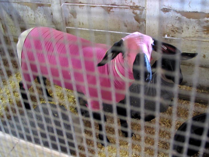 Sheep, Bloomsburg Fair, Bloomsburg, Pennsylvania, September 23, 2006