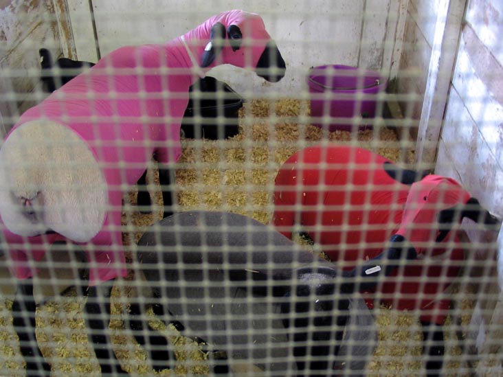 Sheep, Bloomsburg Fair, Bloomsburg, Pennsylvania, September 23, 2006