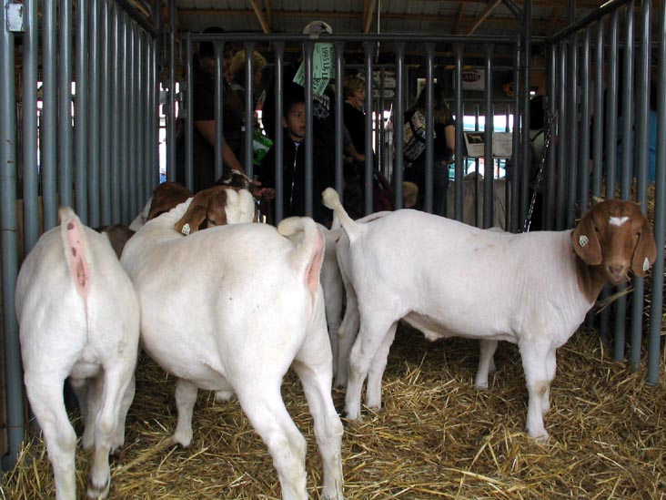 Goats, Bloomsburg Fair, Bloomsburg, Pennsylvania, September 23, 2006