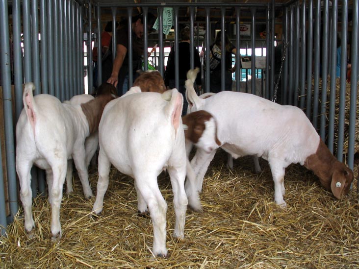 Goats, Bloomsburg Fair, Bloomsburg, Pennsylvania, September 23, 2006