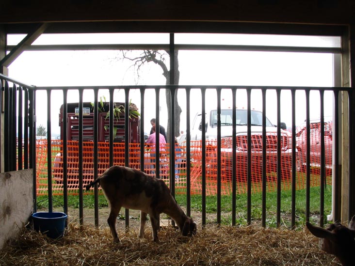 Goats, Bloomsburg Fair, Bloomsburg, Pennsylvania, September 23, 2006