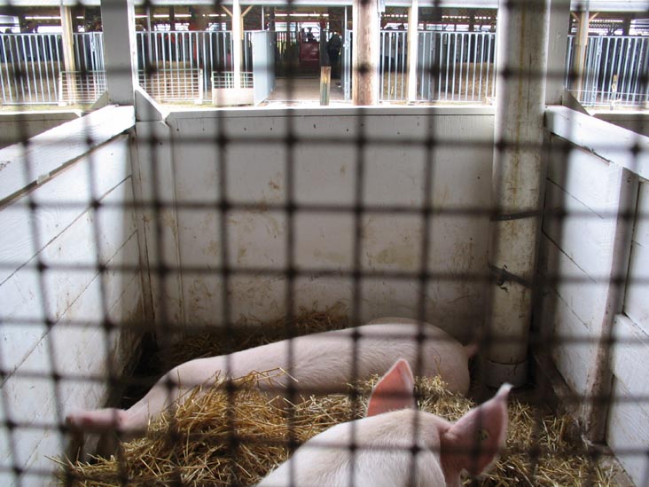 Pigs, Bloomsburg Fair, Bloomsburg, Pennsylvania, September 23, 2006