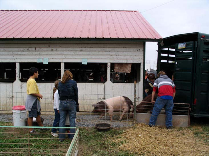 Pigs, Bloomsburg Fair, Bloomsburg, Pennsylvania, September 23, 2006
