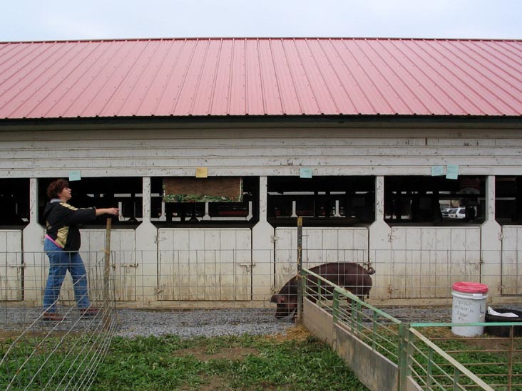 Pigs, Bloomsburg Fair, Bloomsburg, Pennsylvania, September 23, 2006