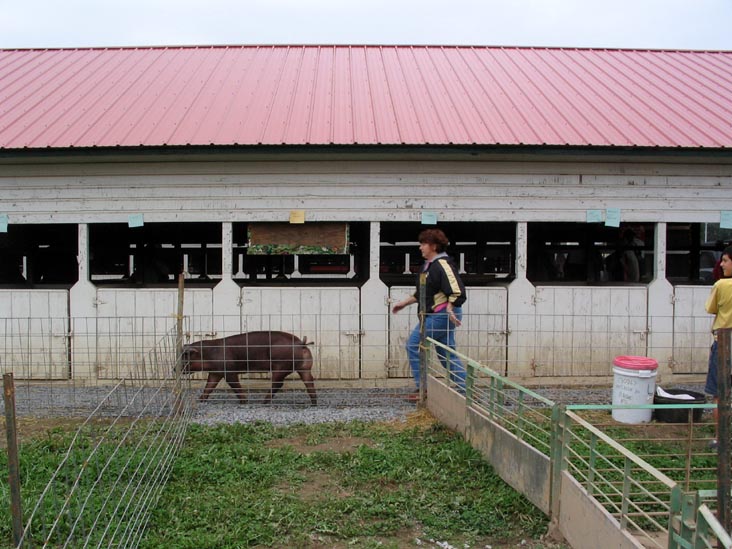 Pigs, Bloomsburg Fair, Bloomsburg, Pennsylvania, September 23, 2006