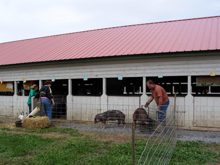 Livestock Exhibits, Bloomsburg Fair, Bloomsburg, Pennsylvania