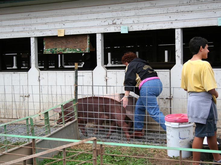 Pigs, Bloomsburg Fair, Bloomsburg, Pennsylvania, September 23, 2006