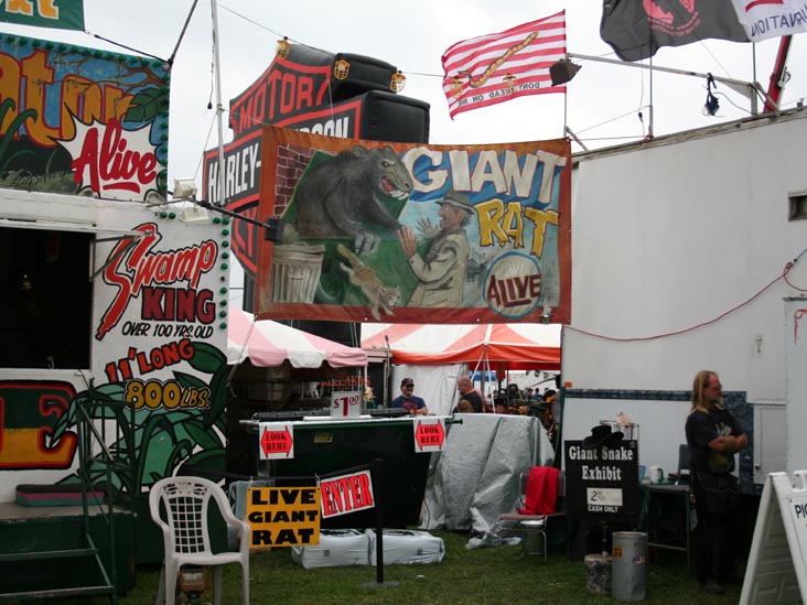 The Living Treasures: Giant Rat, Giant Alligator, Giant Snakes, Smallest Horse, Bloomsburg Fair, Bloomsburg, Pennsylvania, September 23, 2006