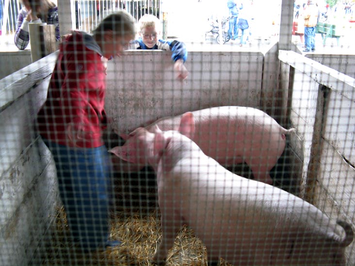 Swine Barn, Bloomsburg Fair, Bloomsburg, Pennsylvania, September 26, 2009