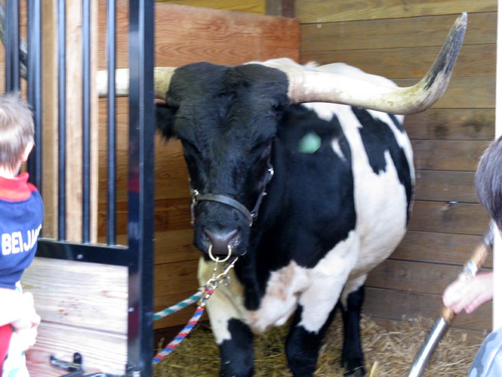 Cattle Barns, Bloomsburg Fair, Bloomsburg, Pennsylvania, September 26, 2009