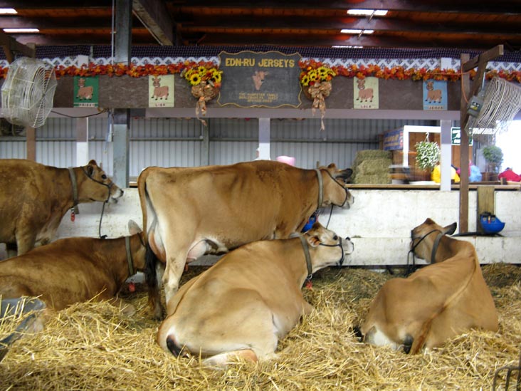 Cattle Barn, Bloomsburg Fair, Bloomsburg, Pennsylvania, September 26, 2009