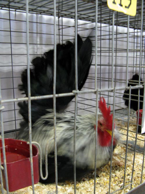 Poultry & Rabbit Exhibit Building, Bloomsburg Fair, Bloomsburg, Pennsylvania, September 26, 2009