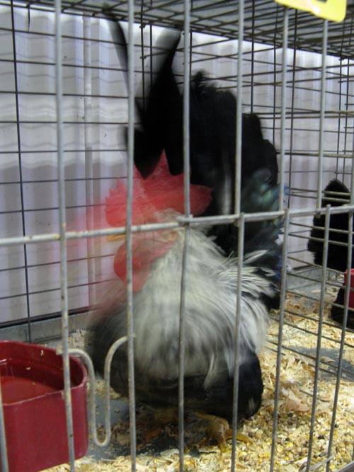 Poultry & Rabbit Exhibit Building, Bloomsburg Fair, Bloomsburg, Pennsylvania, September 26, 2009