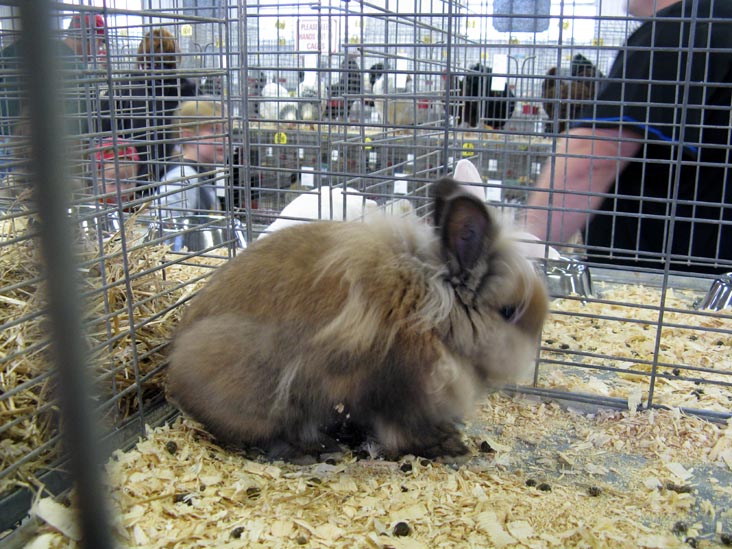 Poultry & Rabbit Exhibit Building, Bloomsburg Fair, Bloomsburg, Pennsylvania, September 26, 2009