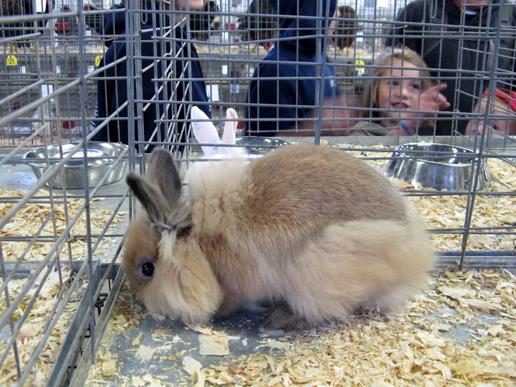 Poultry & Rabbit Exhibit Building, Bloomsburg Fair, Bloomsburg, Pennsylvania, September 26, 2009