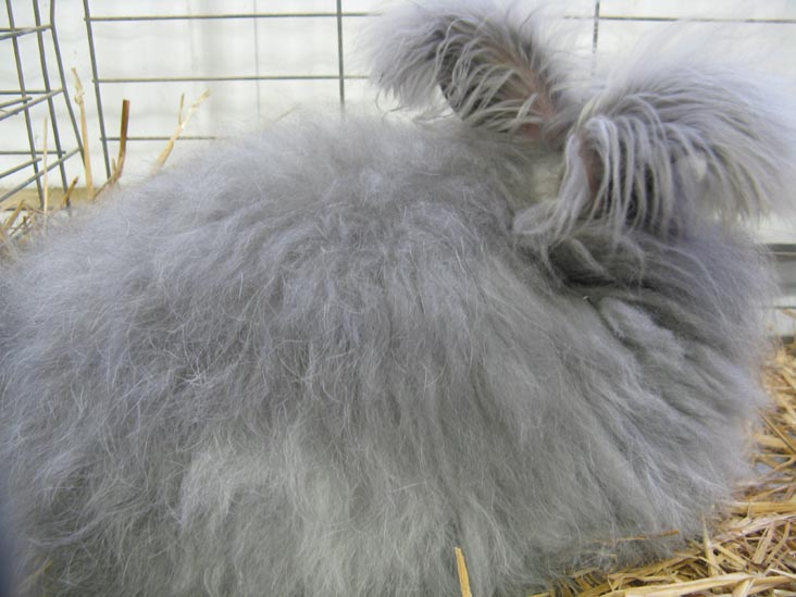 Poultry & Rabbit Exhibit Building, Bloomsburg Fair, Bloomsburg, Pennsylvania, September 26, 2009