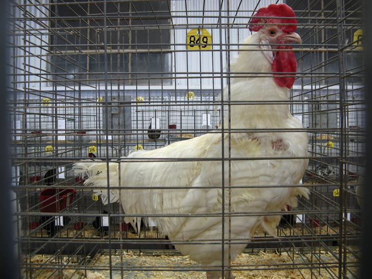 Poultry & Rabbit Exhibit Building, Bloomsburg Fair, Bloomsburg, Pennsylvania, September 26, 2009