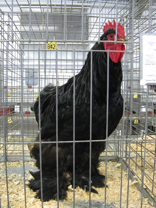 Partridge Cochin Cock, Poultry & Rabbit Exhibit Building, Bloomsburg Fair, Bloomsburg, Pennsylvania, September 26, 2009