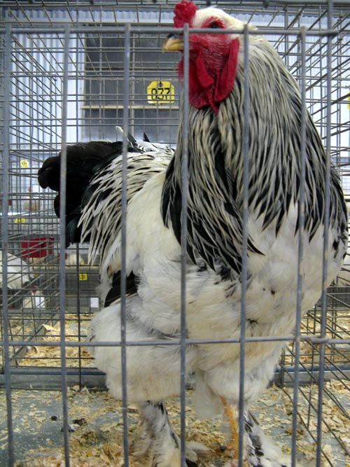 Light Brahma Cock, Poultry & Rabbit Exhibit Building, Bloomsburg Fair, Bloomsburg, Pennsylvania, September 26, 2009