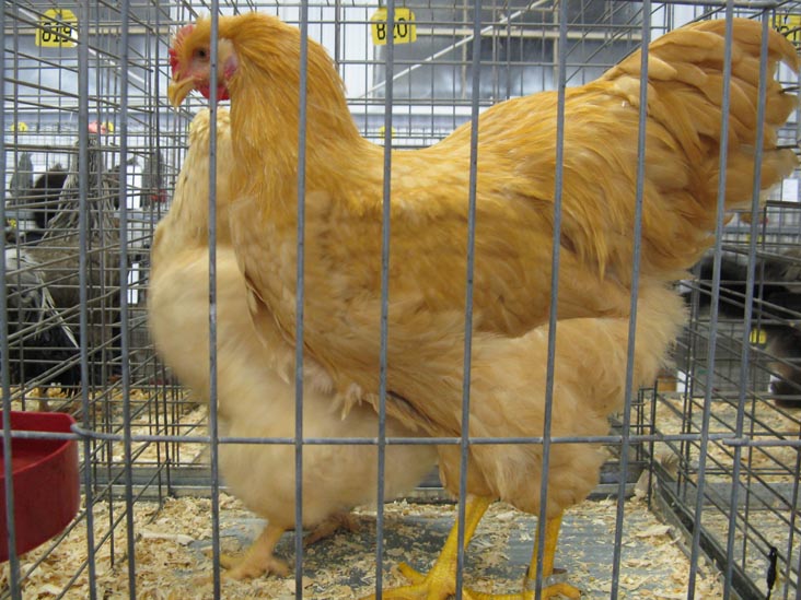 Buff Cock & Hen, Poultry & Rabbit Exhibit Building, Bloomsburg Fair, Bloomsburg, Pennsylvania, September 26, 2009