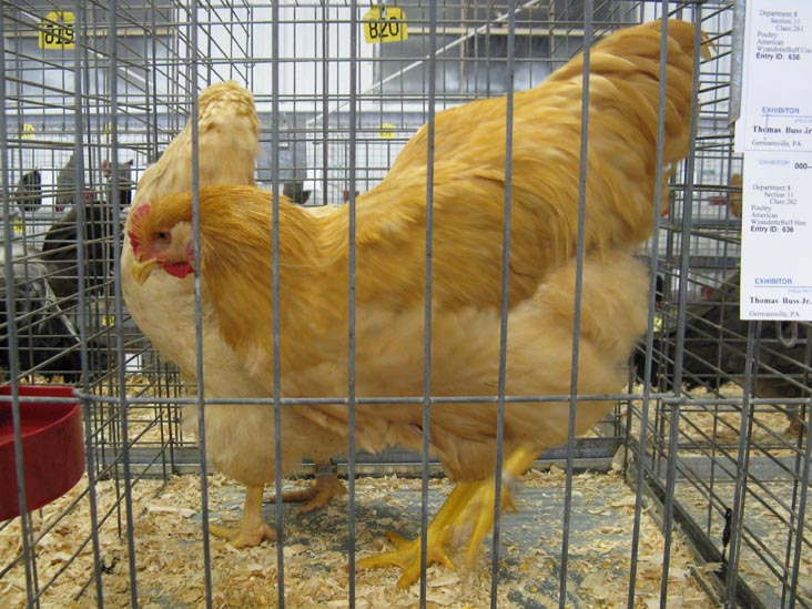 Buff Cock & Hen, Poultry & Rabbit Exhibit Building, Bloomsburg Fair, Bloomsburg, Pennsylvania, September 26, 2009