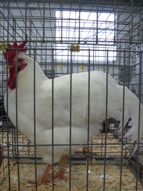 Plymouth Rock White Cock, Poultry & Rabbit Exhibit Building, Bloomsburg Fair, Bloomsburg, Pennsylvania, September 26, 2009