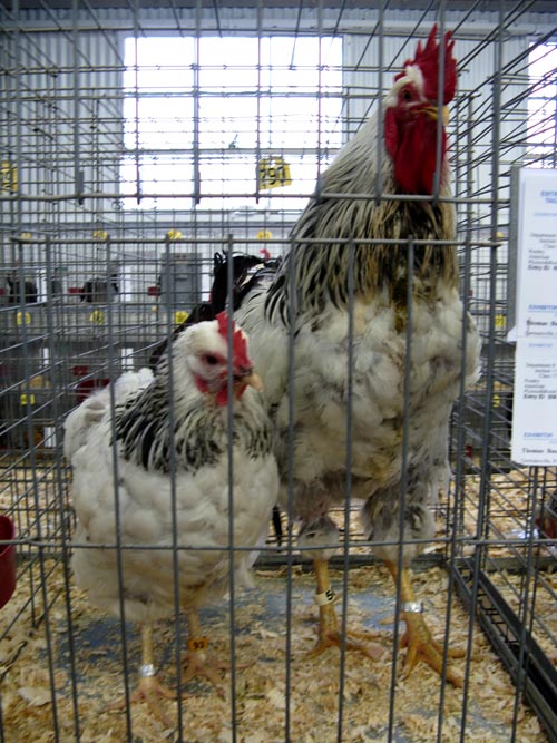 Poultry & Rabbit Exhibit Building, Bloomsburg Fair, Bloomsburg, Pennsylvania, September 26, 2009