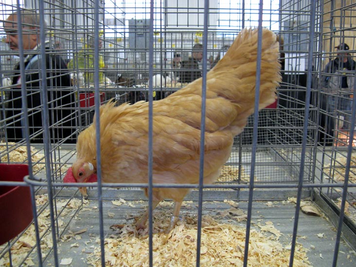 Poultry & Rabbit Exhibit Building, Bloomsburg Fair, Bloomsburg, Pennsylvania, September 26, 2009