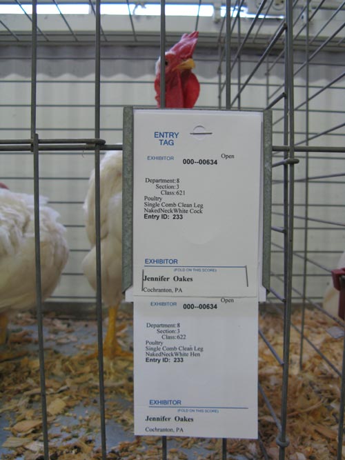 Naked Neck White Cock & Hen, Poultry & Rabbit Exhibit Building, Bloomsburg Fair, Bloomsburg, Pennsylvania, September 26, 2009