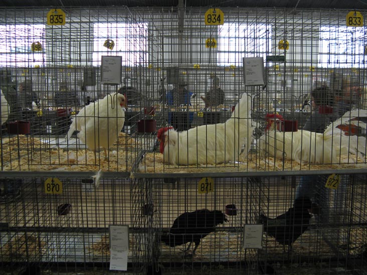 Poultry & Rabbit Exhibit Building, Bloomsburg Fair, Bloomsburg, Pennsylvania, September 26, 2009
