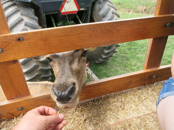 Rolling Hills Red Deer Farm, Catawissa, Pennsylvania, July 18, 2016