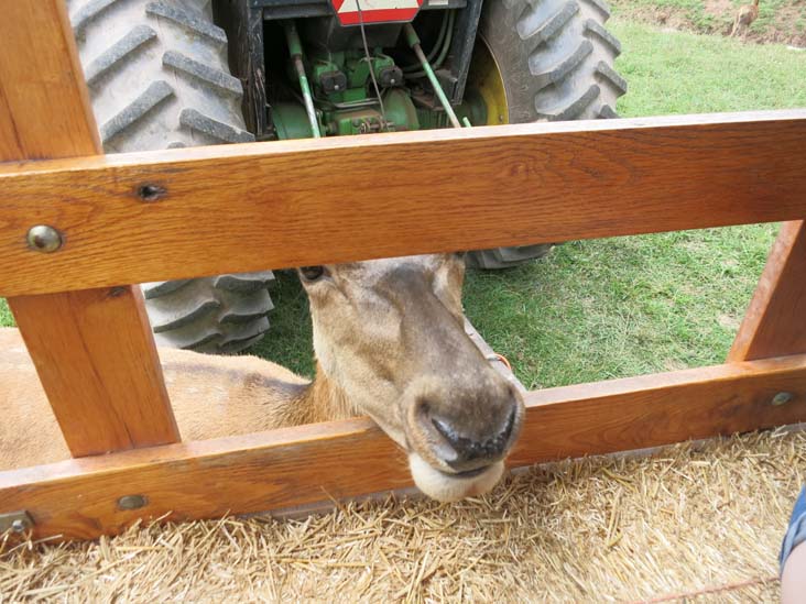 Rolling Hills Red Deer Farm, Catawissa, Pennsylvania, July 18, 2016