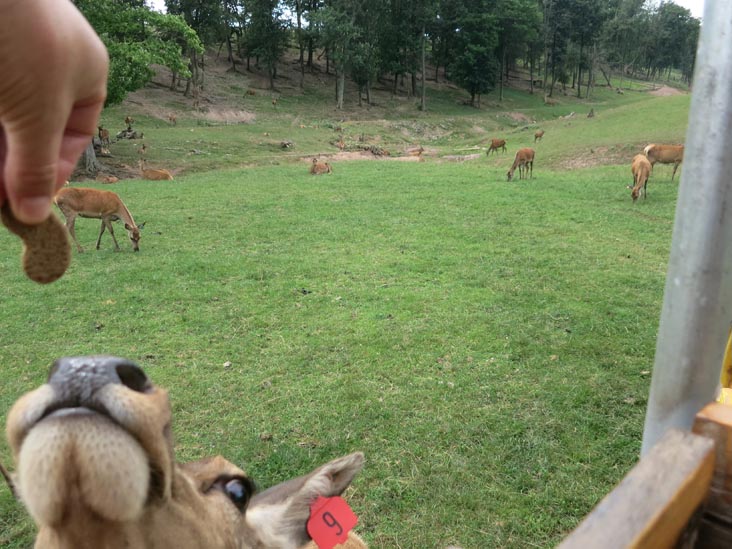 Rolling Hills Red Deer Farm, Catawissa, Pennsylvania, July 18, 2016