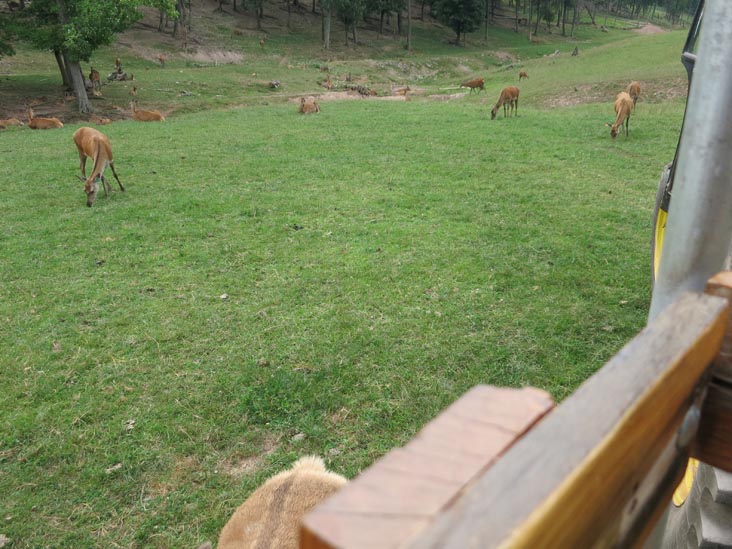 Rolling Hills Red Deer Farm, Catawissa, Pennsylvania, July 18, 2016