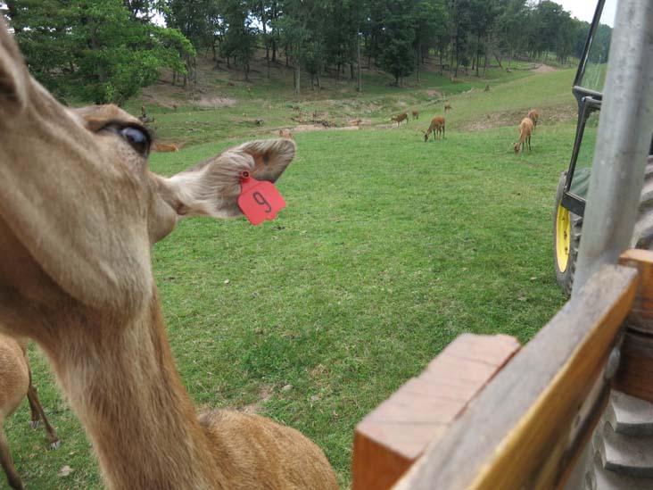Rolling Hills Red Deer Farm, Catawissa, Pennsylvania, July 18, 2016