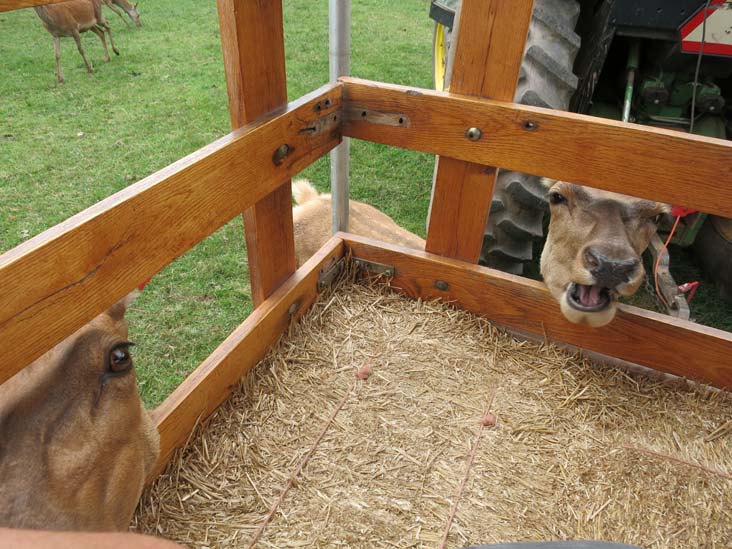 Rolling Hills Red Deer Farm, Catawissa, Pennsylvania, July 18, 2016