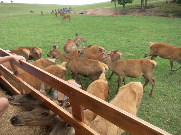Rolling Hills Red Deer Farm, Catawissa, Pennsylvania, July 18, 2016