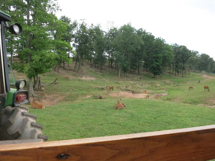 Rolling Hills Red Deer Farm, Catawissa, Pennsylvania, July 18, 2016
