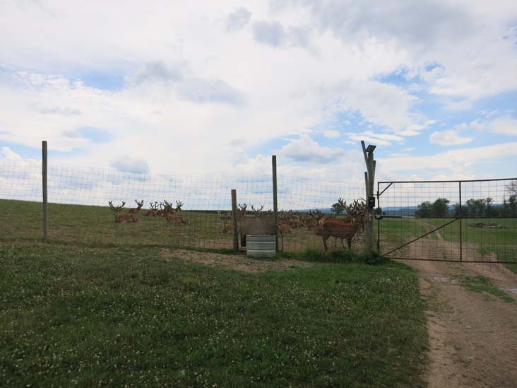 Rolling Hills Red Deer Farm, Catawissa, Pennsylvania, July 18, 2016