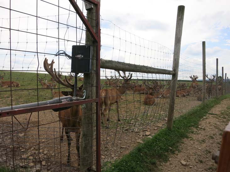 Rolling Hills Red Deer Farm, Catawissa, Pennsylvania, July 18, 2016