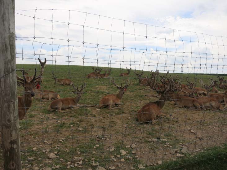 Rolling Hills Red Deer Farm, Catawissa, Pennsylvania, July 18, 2016